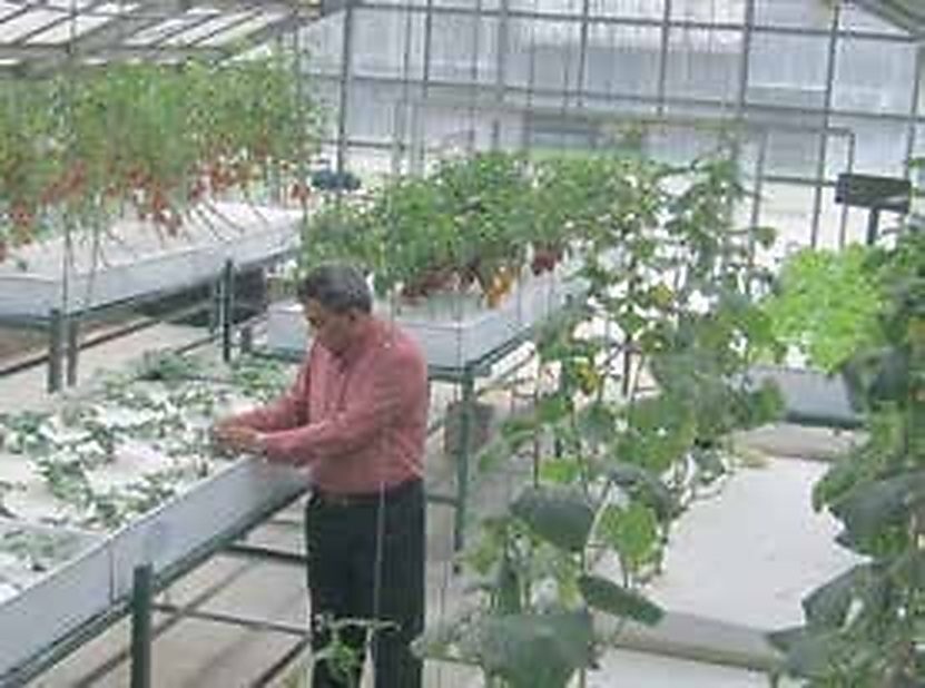 BARI Olericulture Division Glasshouse (Gazipur): Standardizing Year-Round Off-Season Vegetable Production Without Soil