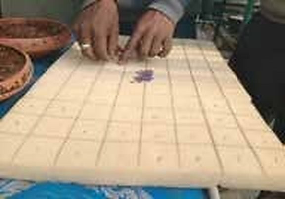 Sherpur (Bogura) & Natore: Commercial Sponge-Block Hydroponic Seedling Nurseries Supply Disease-Free Plugs to Growers