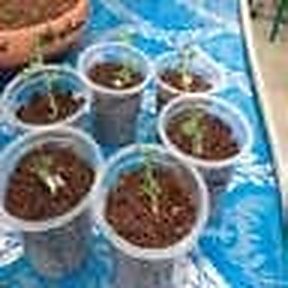 বারি হাইড্রোপনিক্স বই — অধ্যায় ২: চারা উৎপাদনের কলাকৌশল ও বিভিন্ন ফসলের EC/pH মান 6 চিত্র: প্লাস্টিকের পটে ছিদ্রকরণ