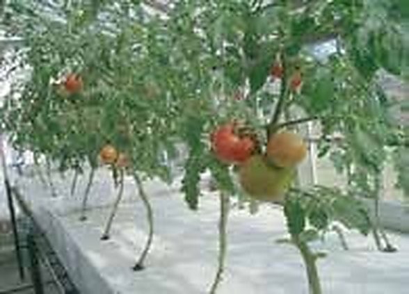 Sitakunda & Halishahar, Chattogram: Port City Entrepreneurs Overcome Coastal Humidity with Circulating Hydroponic Tomatoes