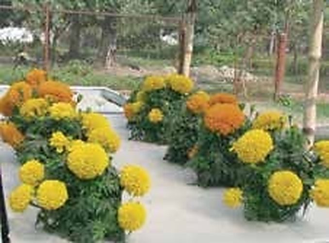 Gadkhali & Jhikargacha, Jashore: Bangladesh’s Flower Capital Adopts Non-Circulating Hydroponic Trays for Inca Marigold & Cut Flowers