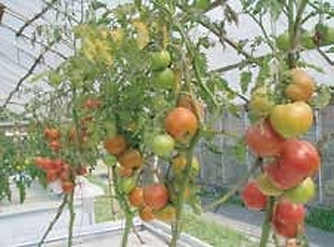 Shibpur & Raipura, Narsingdi: Defeating Soil-Borne Bacterial Wilt with Zero-Electricity Non-Circulating Tomato Trays