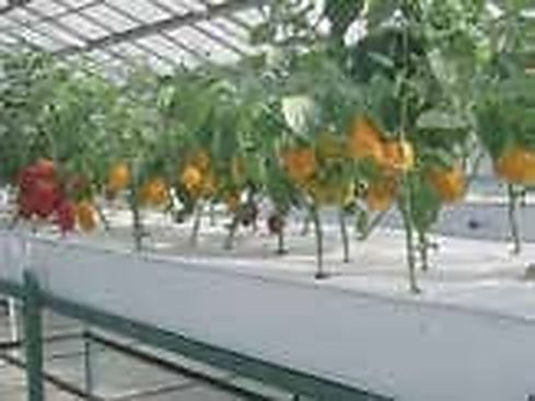 Shahjahanpur & Sherpur, Bogura: North Bengal Vegetable Hub Adopts BARI Hydroponic Trays for High-Value Colored Capsicum