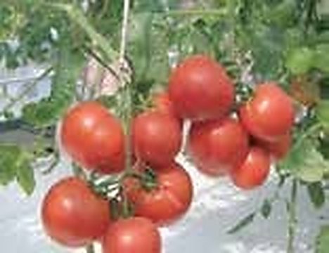 Sreepur & Joydebpur, Gazipur: Achieving 7 kg per Plant with BARI Tomato-14 & Cherry Tomatoes in Circulating Hydroponic Trays
