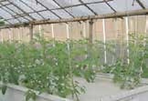 25-Decimal Arch-Roof 200-Micron UV Polyhouse + 50% Green Shade-Net Retractable Ceiling