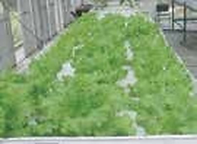 Savar & Ashulia, Dhaka: Year-Round Hydroponic Lettuce Production on Polystyrene Floating Trays for Dhaka Super-Shops