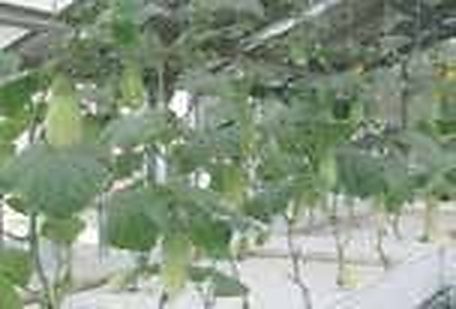 Daudkandi & Cumilla Sadar: Smallholder Growers Harvest 3 Cycles of Straight, Burpless Hydroponic Cucumbers per Year