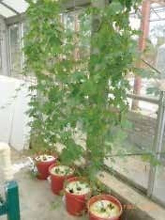 Madhupur & Mirzapur, Tangail: Low-Cost 10-Liter Plastic Bucket Hydroponics Turns Homestead Courtyards into Productive Vine Gardens