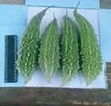 Tongibari & Munshiganj Sadar: Harvesting 100% Pesticide-Free Bitter Gourd (Korola) in Hydroponic Trays & Buckets