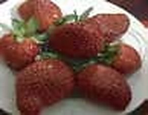 Birganj & Dinajpur Sadar: Young Agri-Entrepreneurs Market Premium Mud-Free Hydroponic Strawberries Across North Bengal