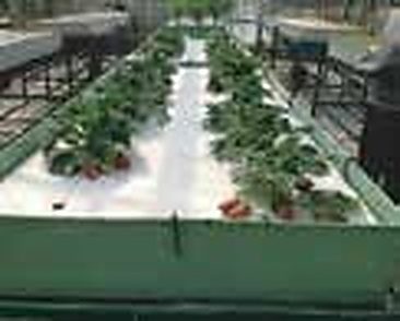 Mithapukur & Rangpur Sadar: Eliminating Winter Soil Fungal Rot with Elevated Hydroponic Tray BARI Strawberry-1 Farming