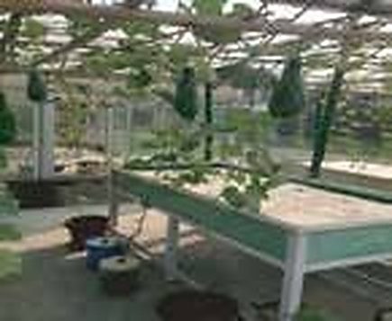 Jibannagar & Chuadanga: Progressive Fruit Entrepreneurs Scale Up 3m × 1m Hydroponic Trays for Export-Grade Netted Melons