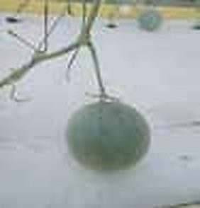 Paba & Godagari, Rajshahi: Cultivating High-Brix Netted Melon (Rockmelon) in the Drought-Prone Barind Tract Using 90% Less Water