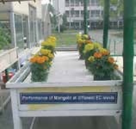 চিত্র: বালতিতে গাঁদা ফুলের চাষ