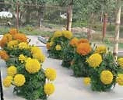 চিত্র: ট্রেতে গাঁদা ফুলের চাষ