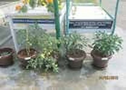 বারি হাইড্রোপনিক্স বই — অধ্যায় ৬: মাটি ছাড়া নারিকেলের আঁশের গুঁড়ায় (কোকোপিট) সবজি ও ফল চাষাবাদ 2 চিত্র: নারিকেলের আঁশের গুঁড়ায় টমেটো ও ক্যাপসিকাম চাষ