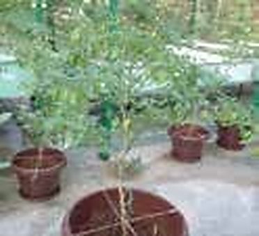 Assasuni & Tala, Satkhira: Growing Year-Round Green Chili in Cocopeat Pots to Beat Monsoon Waterlogging & Salinity