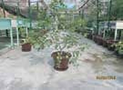 Sreemangal & Kamalganj, Moulvibazar: Year-Round Seedless & Kagzi Lemon Production in Cocopeat Half-Drums