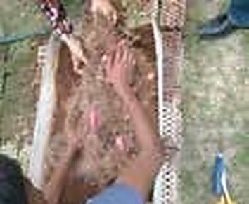 Koyra & Paikgachha, Khulna: Harvesting 1.5–2.0 kg of Tuberous Sweet Potatoes & Leafy Greens per Plant in 1m × 1m Cocopeat Trays