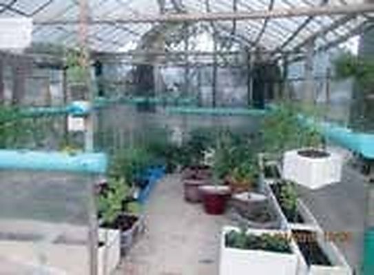 Uttara & Dhanmondi, Dhaka: Urban Families Turn Recycled 5-Liter Oil Bottles & Plastic Crates into Productive Rooftop Hydroponic Gardens