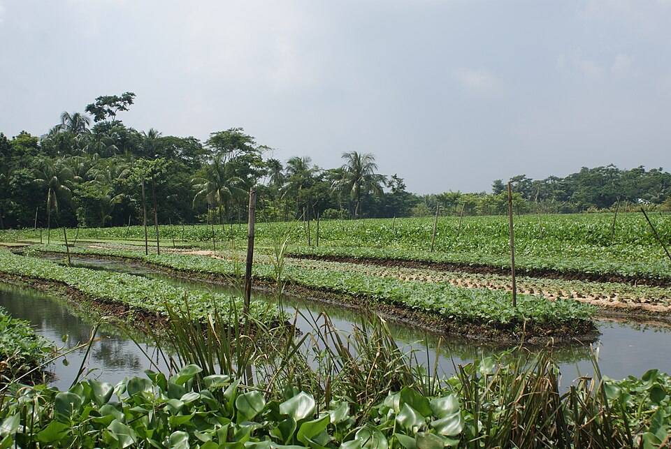 Rajoir, Madaripur & Chanda Beel: Climate-Resilient Floating Hydroponic Beds Producing Monsoon Turmeric, Spinach & Gourds