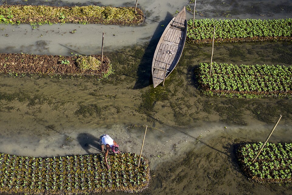 Tungipara & Kotalipara, Gopalganj: How 300-Year-Old Floating ‘Dhap’ Gardens Became a UN FAO Global Heritage System