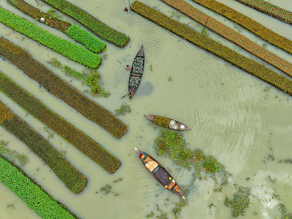 Banaripara (Barishal) & Nazirpur (Pirojpur): Commercial Floating ‘Tema’ Seedling Nurseries Supplying the Southern Delta