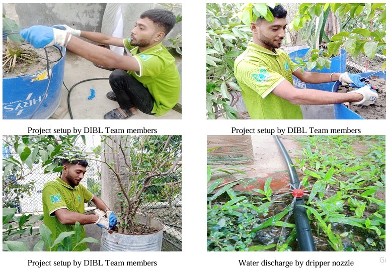 Gazipur & Narsingdi: Commercial Soilless Cocopeat Grow-Bag & Dutch-Bucket Polyhouse Using DIBL Arrow-Dripper Fertigation