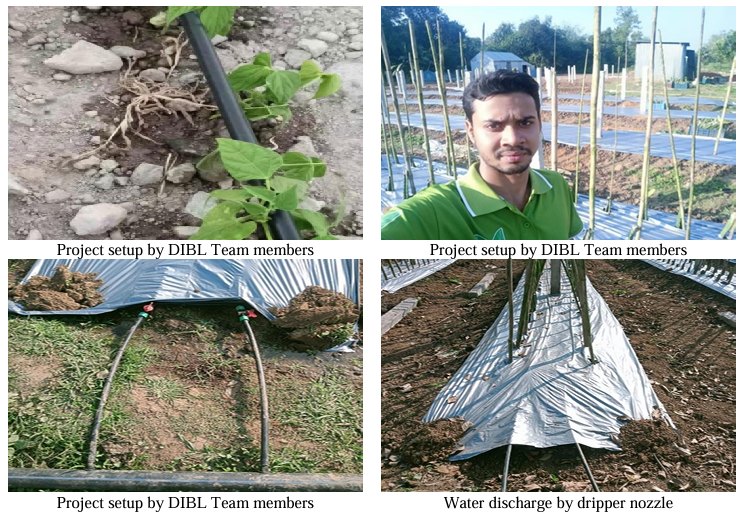 Shibganj (Bogura) & Paba (Rajshahi): Establishing Walk-In Poly-Tunnels with Silver-Black Mulching & DIBL Drip Fertigation