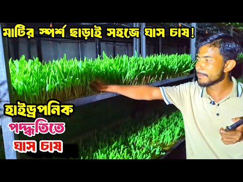 সাতক্ষীরা ও খুলনা উপকূল: তীব্র লবণাক্ত এলাকায় বৃষ্টির পানিতে হাইড্রোপনিক ঘাস (ফডার) ও সবজি চাষ 2 সাতক্ষীরা ও খুলনা উপকূল: তীব্র লবণাক্ত এলাকায় বৃষ্টির পানিতে হাইড্রোপনিক ঘাস (ফডার) ও সবজি চাষ