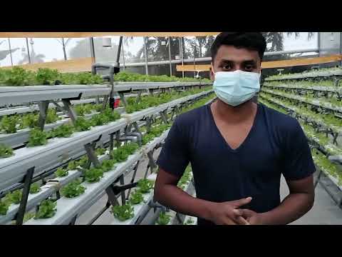 উত্তরা ও শ্যামলী, ঢাকা: শহুরে ছাদবাগানে স্মার্ট এনএফটি কিটে পরিবারের সারা বছরের বিষমুক্ত সবজি চাষ 2 উত্তরা ও শ্যামলী, ঢাকা: শহুরে ছাদবাগানে স্মার্ট এনএফটি কিটে পরিবারের সারা বছরের বিষমুক্ত সবজি চাষ