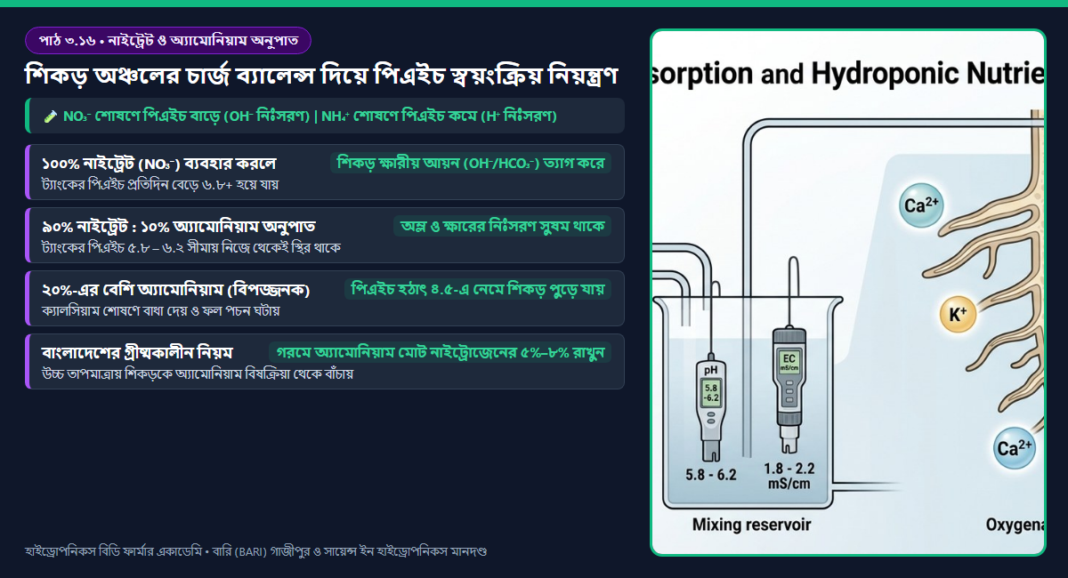 শিকড়ের কোষঝিল্লিতে নাইট্রেট (NO₃⁻) ও অ্যামোনিয়াম (NH₄⁺) শোষণের ফলে OH⁻ এবং H⁺ নিঃসরণ ও রিজার্ভার পিএইচ নিয়ন্ত্রণের ডায়াগ্রাম