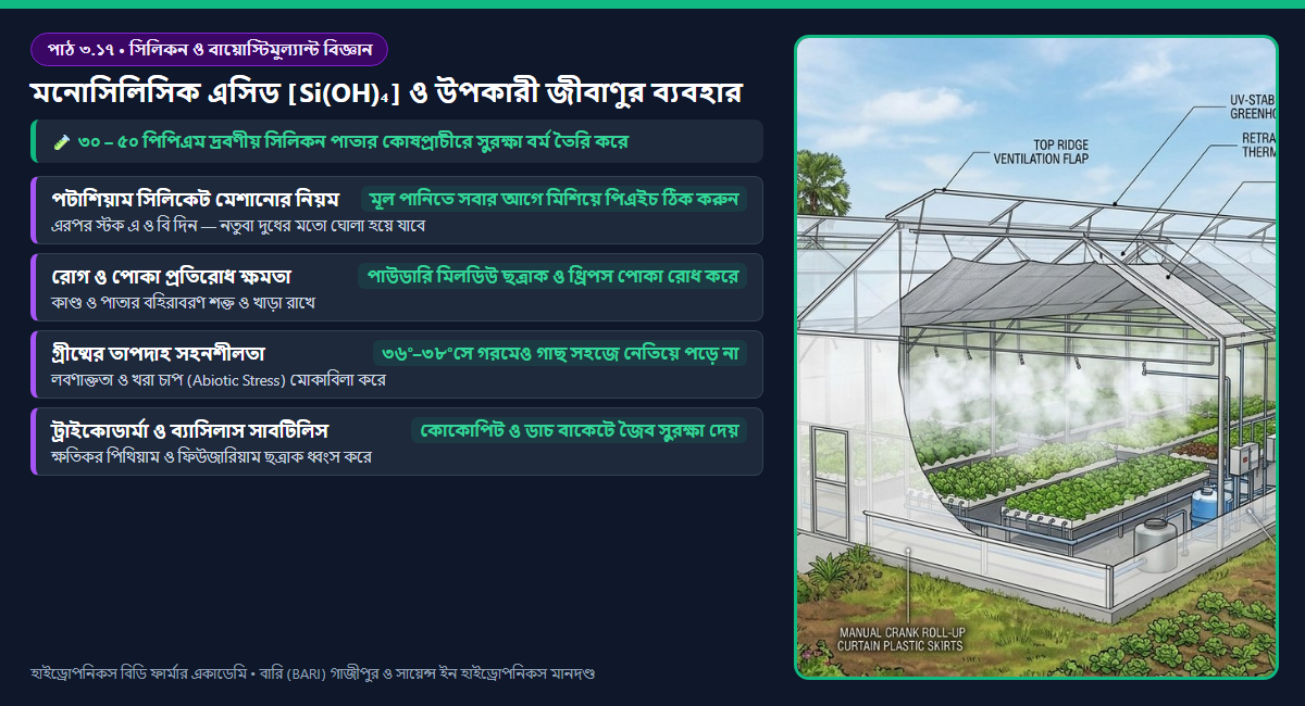 পাতার এপিডার্মিস কোষপ্রাচীরে মনোসিলিসিক এসিড [Si(OH)₄] জমা হয়ে ফাঙ্গাল হাইফি ও তাপদাহ প্রতিরোধী সিলিকা বর্ম গঠনের ডায়াগ্রাম